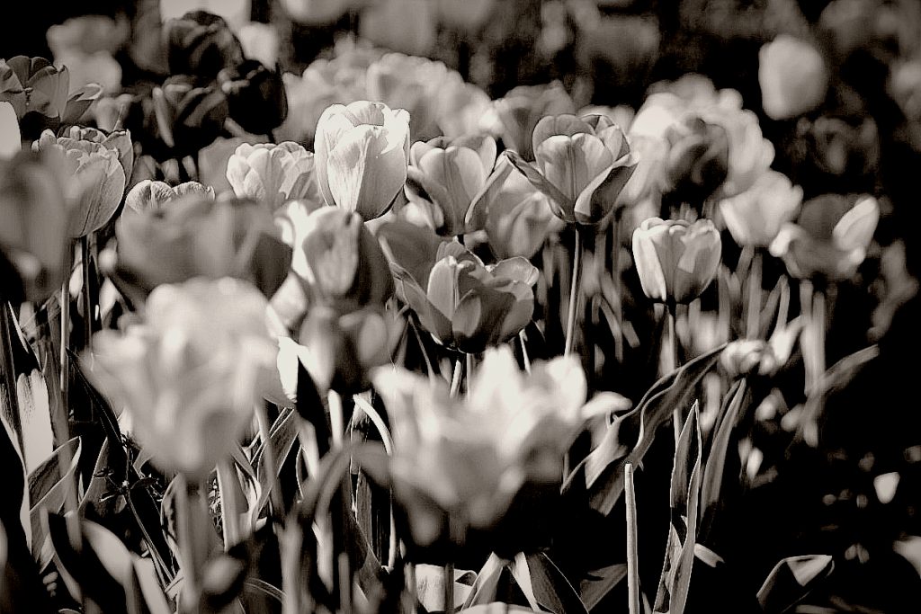 Boston_Tulips